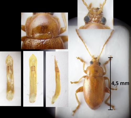 Réf. 207 549 : Neocrepidodera transversa